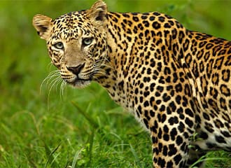 A leopard is standing in the grass looking at something.