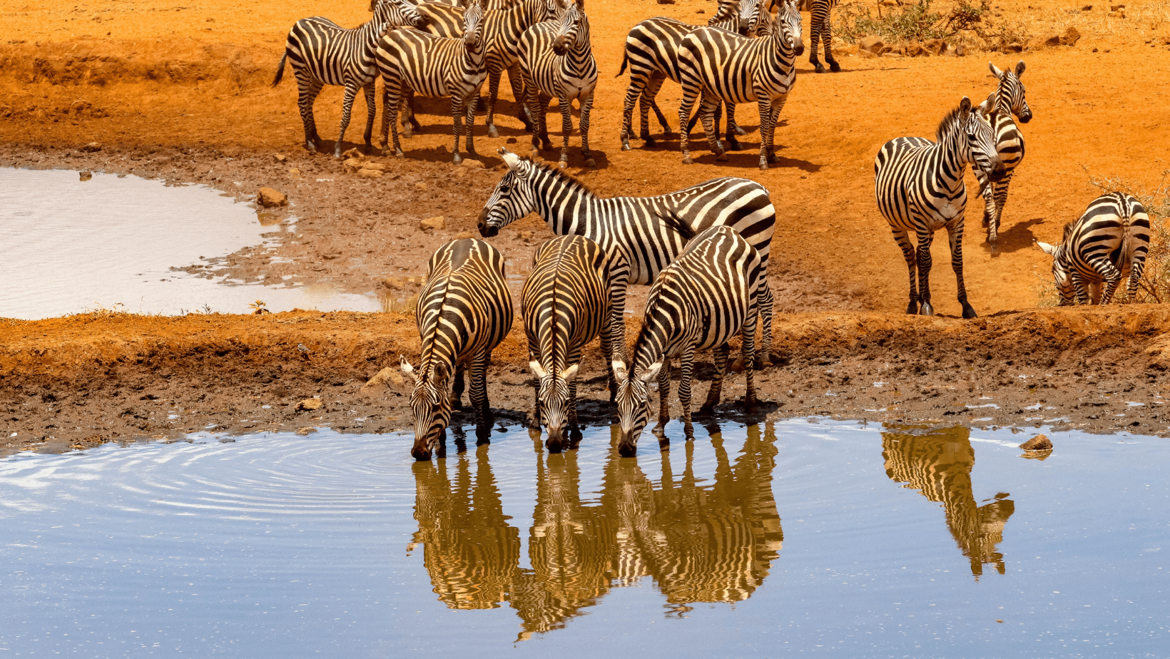 A herd of zebra standing next to each other.