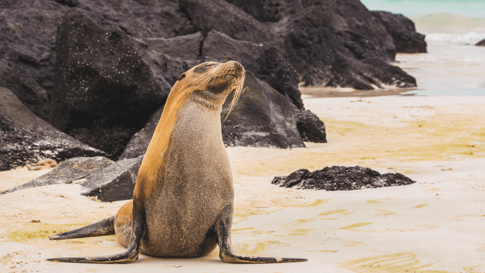 A seal sitting on the beach looking up at something.