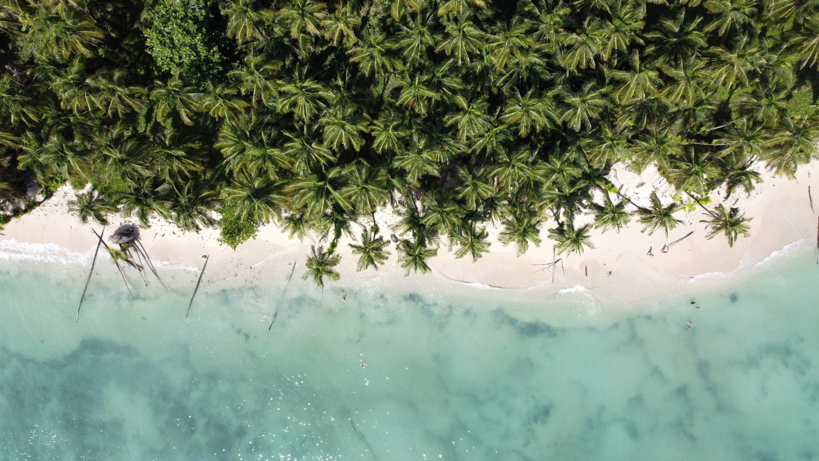 A view of the ocean from above shows palm trees.