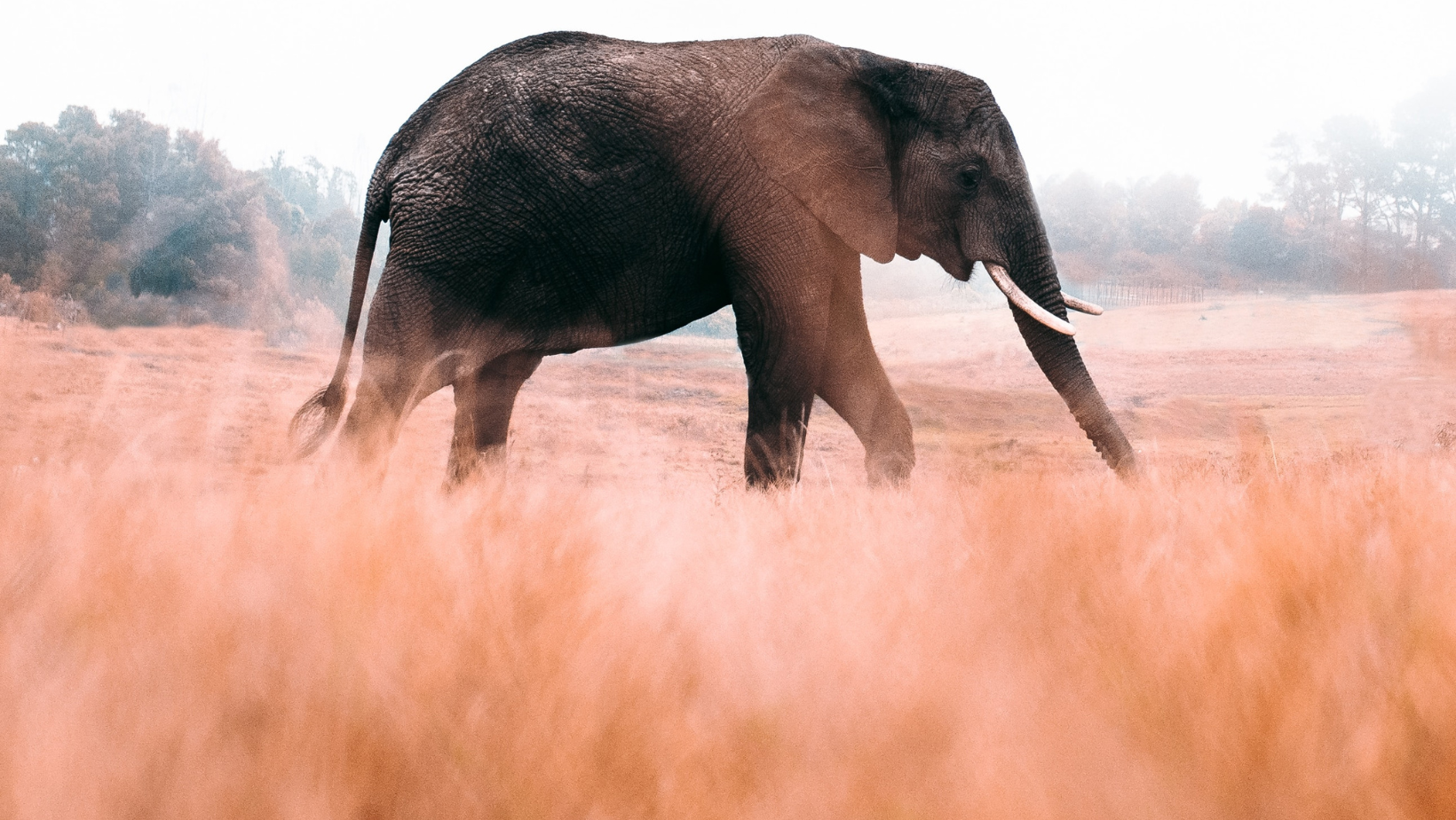 A large elephant walking through some dusty ground