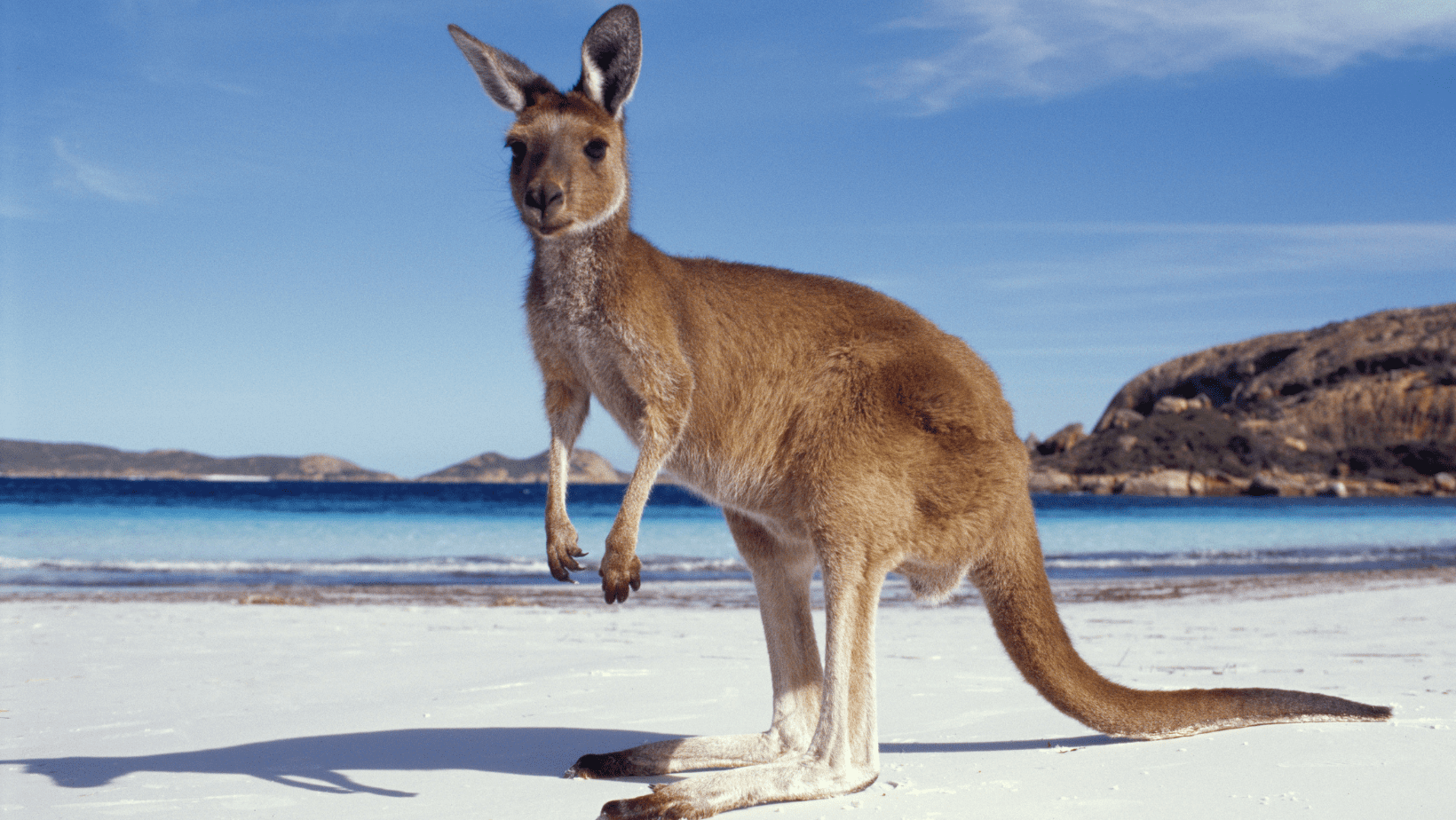 A kangaroo is standing on the beach near water.