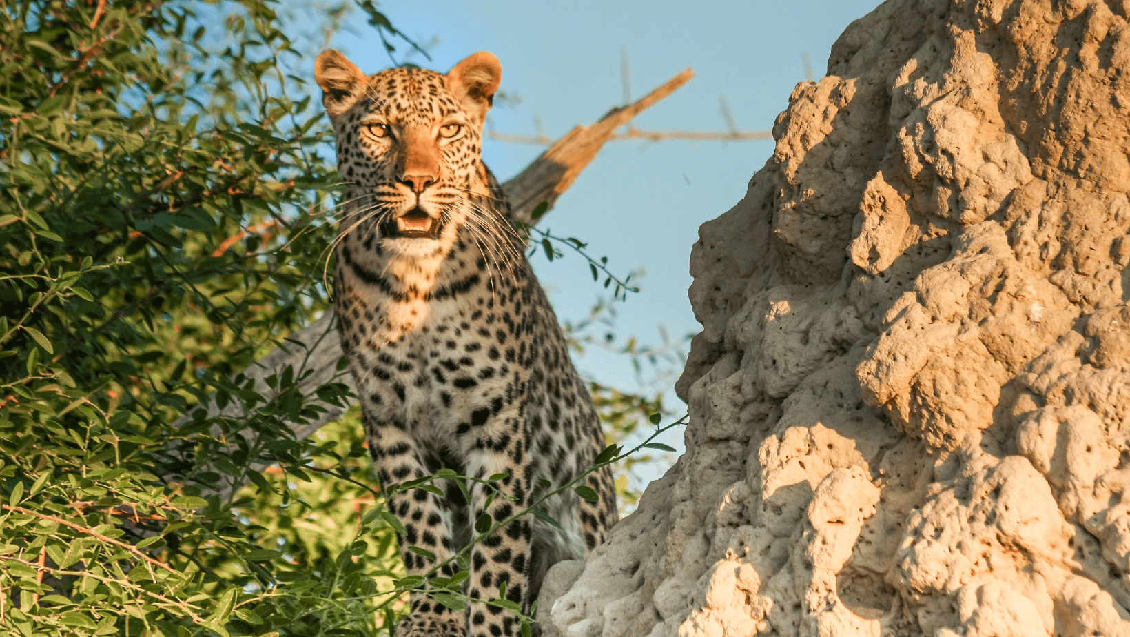 A leopard standing next to a tree in the wild.