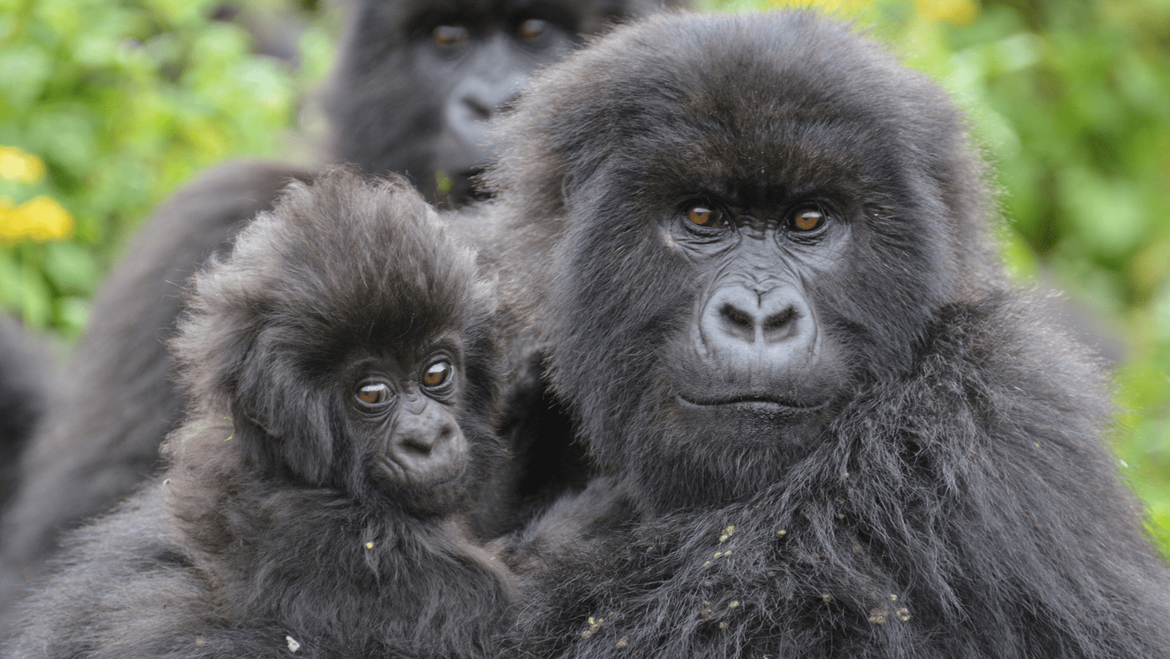 A group of mountain gorillas in the wild.