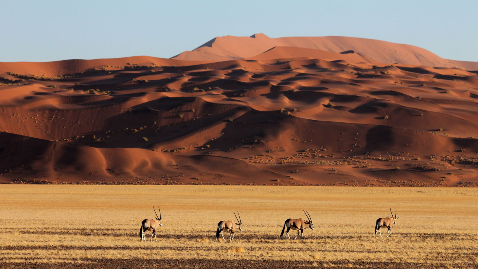 A group of antelope grazing in the desert.