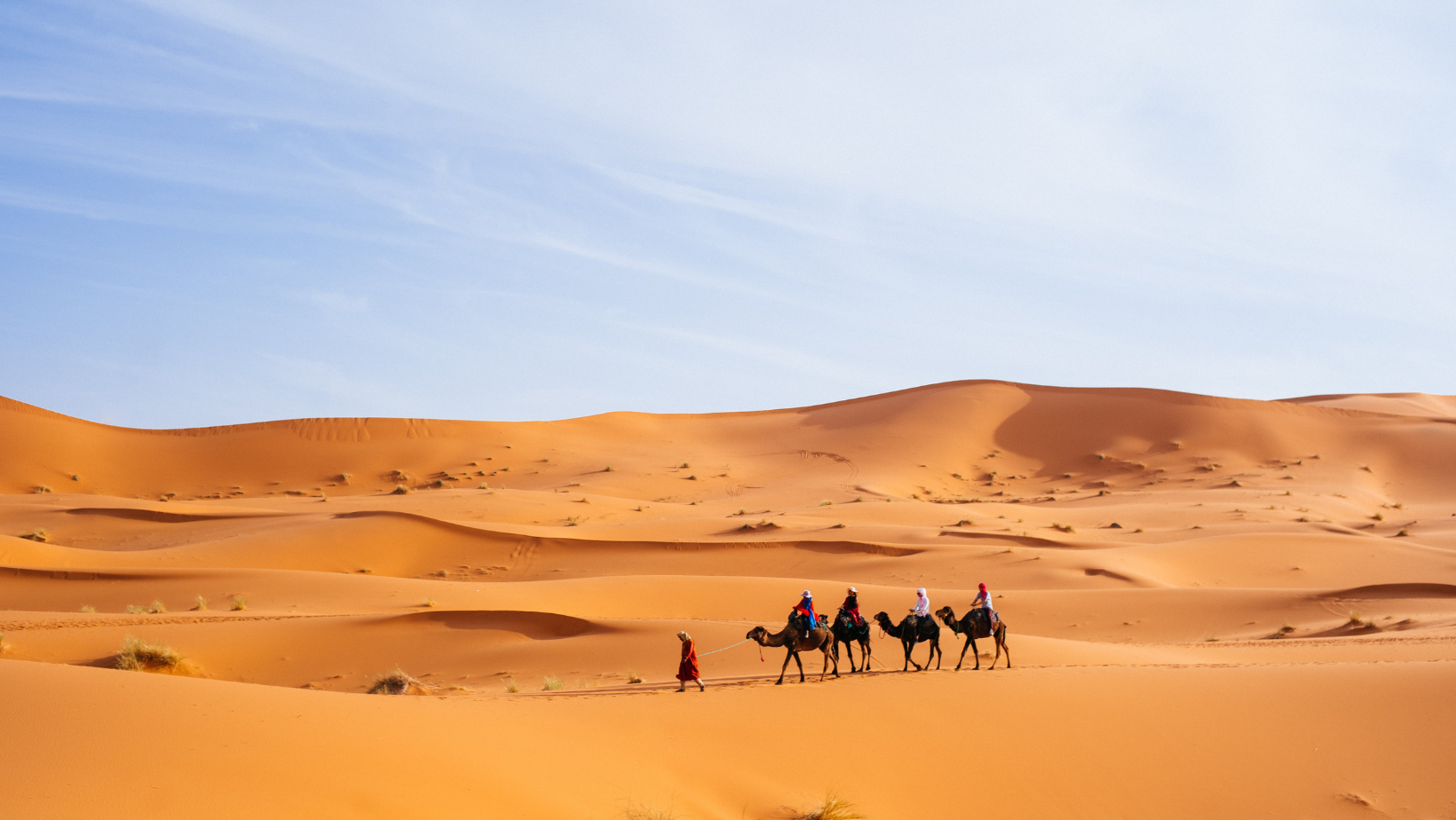 A group of people riding on the backs of camel.