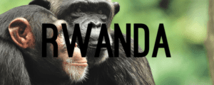 A monkey with the word wand written in front of it.