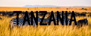 A group of zebras in the wild with an anzani sign.