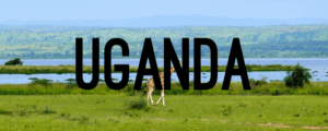 A giraffe walking across the grass in front of some water.